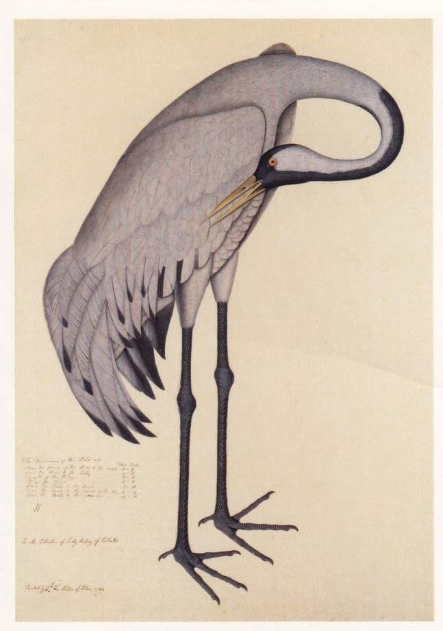 Common Crane by Shaikh Zain Ud-Din, gouache on paper, c.1780.
