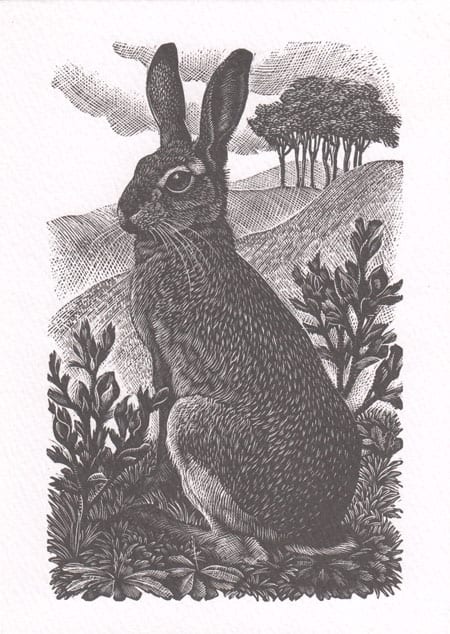 C F Tunnicliffe RA ‘Sitting Hare’ (1949)